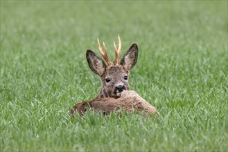 Roebuck rests in dew-wet field, Europe, Austria, Upper Austria, Europe