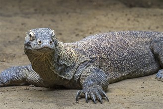 Komodo dragon, Komodo monitor (Varanus komodoensis), giant lizard native to the Indonesian islands