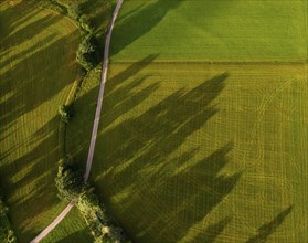 Drone image, tracks on a mown meadow with shadow of trees, from above, structure, agriculture,