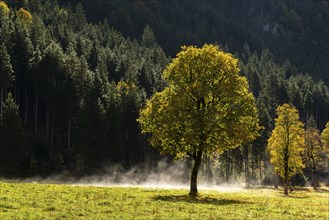 Engtal valley, large maple in the morning dew, sycamore maple (Acer pseudoplatanus) in glorious