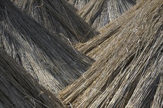 Common Reed (Phragmites communis) harvested bundles drying at Neusiedler Lake, Austria, Europe