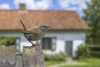 Eurasian wren (Troglodytes troglodytes) (Nannus troglodytes) perched on old weathered wooden garden