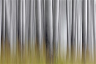 Abstract image of aspen tree trunks in forest