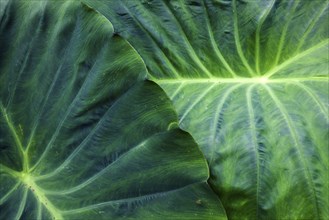 Leaf of the giant elephant ear, also known as giant taro (Alocasia macrorrhizos), close-up,