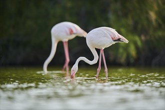 Greater Flamingo (Phoenicopterus roseus) walking in the water, Parc Naturel Regional de Camargue,