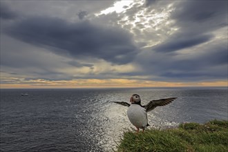 Puffin (Fratercula arctica) standing with outstretched wings in front of sea coast, cloudy sky,