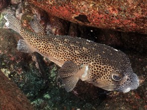 Porcupinefish (Chilomycterus reticulatus), dive site Malpique, La Palma, Canary Islands, Spain,