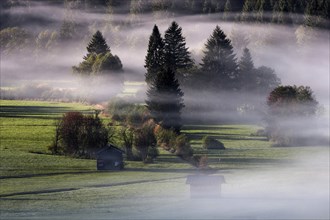 Morning atmosphere, fog near Oberstdorf, OberallgÃ¤u, Bavaria, Germany, Europe