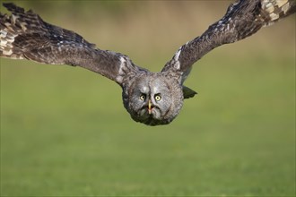 Great grey owl (Strix nebulosa) adult bird in flight, England, United Kingdom, Captive, Europe