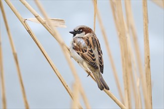 House sparrow (Passer domesticus) sitting on a reed, Bavaria, Germany Europe