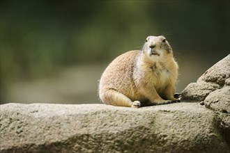 Black-tailed prairie dog (Cynomys ludovicianus) sitting on a rock, captive, distribution north