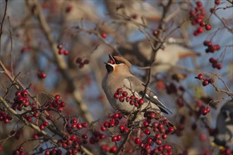 Waxwing (Bombycilla garrulus) adult bird feeding on a Hawthorn berry in a hedgerow, Norfolk,