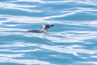 Dickschnabelpinguin (Eudyptes pachyrhynchus), Bootstour, Akaroa, Banks Peninsula, Canterbury,