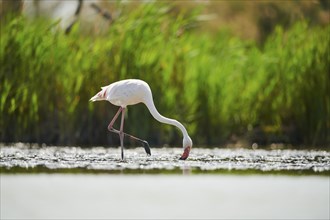 Greater Flamingo (Phoenicopterus roseus) walking in the water, Parc Naturel Regional de Camargue,