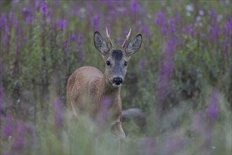 Roebuck in purple loosestrife. Austria, Upper Austria