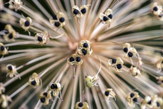 Ornamental leek (Allium), flower faded, with seed capsules, Baden-Württemberg, Germany, Europe