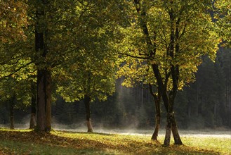 Engtal valley, large maple in the morning dew, sycamore maple (Acer pseudoplatanus) in glorious