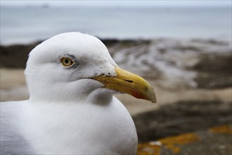 European herring gull (Larus argentatus) near Saint-Malo, Ille-et-Vilaine, Brittany, France, Europe