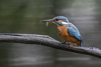 Common kingfisher (Alcedo atthis), Emsland, Lower Saxony, Germany, Europe