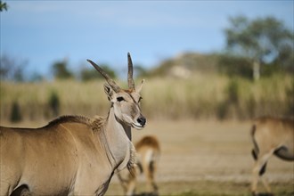 Common eland (Taurotragus oryx) standing in the dessert, portrait, captive, distribution Africa