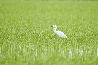 Great egret (Ardea alba) in a rice field, delte de'l ebre, Spain Europe