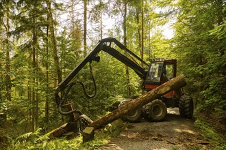 Press event forest damage