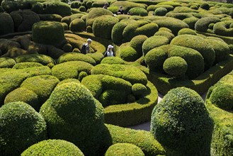 Boxwood garden, Les Jardins de Marqueyssac, Vezac, Dordogne, Périgord, Département Dordogne, Region