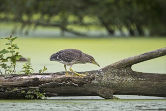 Black-crowned night-heron, black-capped night-heron (Nycticorax nycticorax) juvenile walking over