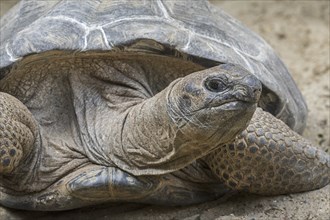 Aldabra giant tortoise (Aldabrachelys gigantea) (Testudo gigantea) native to the islands of the