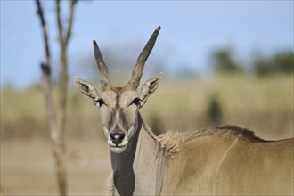 Common eland (Taurotragus oryx) standing in the dessert, portrait, captive, distribution Africa