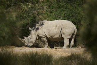 Square-lipped rhinoceros (Ceratotherium simum), standing in the dessert, captive, distribution