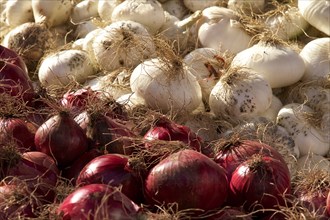 Onions, close, markets, open air, Palermo, capital, Sicily, Italy, Europe