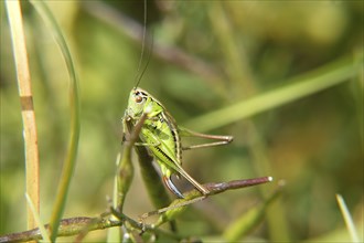 locust