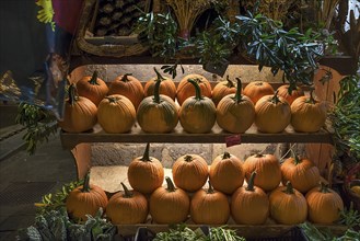 Shelves of Hokkaido pumpkins in front of a fruit shop in the historic centre, Genoa, Italy, Europe