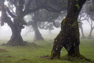 Laurel trees overgrown with moss and plants in the mist, old laurel forest (Laurisilva), stinkwood