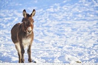 Domestic donkey (Equus asinus asinus) on a snowy meadow in the mountains in tirol, Kitzbühel,