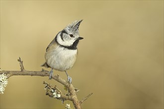 Crested tit (Lophophanes cristatus), sitting on a branch overgrown with reindeer lichen (Cladonia