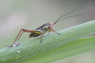 Rösel's mantis (Metrioptera roeselii) on reed stalk, Hesse, Germany, Europe