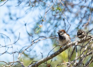 House sparrow (Passer domesticus) or sparrow or house sparrow, male, sitting on the branch of a