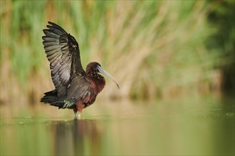 Glossy ibis (Plegadis falcinellus) cleaning its feathers in the water shaking its wings, Camargue,