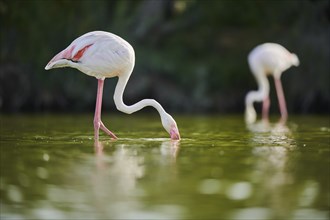 Greater Flamingo (Phoenicopterus roseus) walking in the water, Parc Naturel Regional de Camargue,