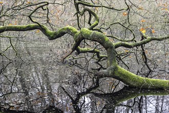 Fallen, mossy English oak (Quercus robur) in the water, Emsland, Lower Saxony, Germany, Europe