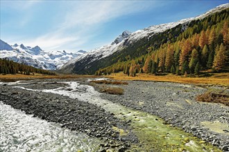 Autumn coloured larch forest (Larix), at the river Roseg, Val Roseg, Pontresina, Graubünden,