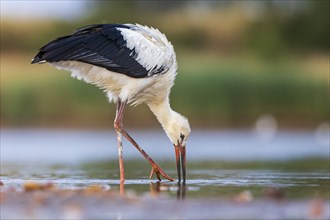 White Stork (Ciconia ciconia), white stork in shallow water foraging, wading, fishing, UNESCO