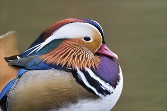 Mandarin Duck (Aix galericulata), side view, animal portrait, Hesse, Germany, Europe