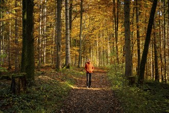 Forest landscape in autumn. The sun is shining into the forest, a woman is walking along a path.