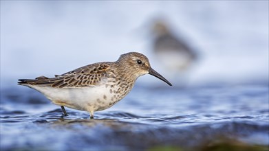 Dunlin (Calidris alpina) Transition from breeding dress to light dress, snipe bird, foraging on