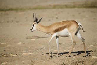 Springbok (Antidorcas marsupialis) walking in the dessert, captive, distribution Africa