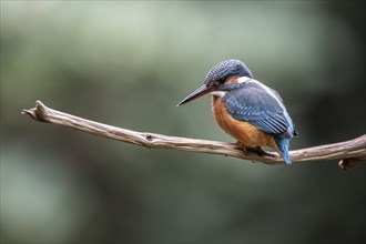 Common kingfisher (Alcedo atthis), Emsland, Lower Saxony, Germany, Europe