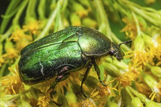 Rosa Chafer (Cetonia aurata) on a yellow flower. Bas-Rhin, Collectivite europeenne d'Alsace, Grand